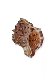 Tüskés kagyló 4-7 cm
