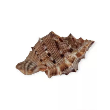 Tüskés kagyló 4-7 cm