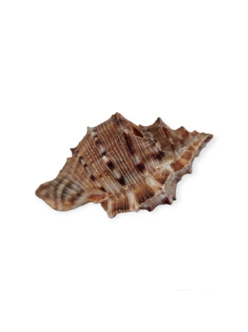 Tüskés kagyló 4-7 cm