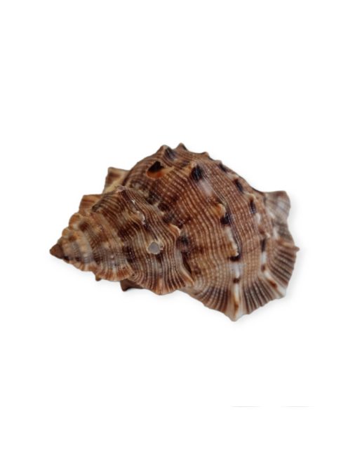Tüskés kagyló 4-7 cm