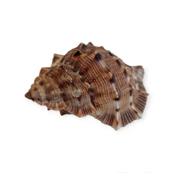 Tüskés kagyló 4-7 cm