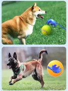 NUXIE labda eldobó kutyajáték, 48 cm-es műanyag kilövő kar, labdával