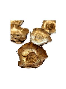 Kókusz virág szárított - ó arany 5db/cs