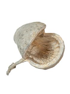 Buddha dió - több színben