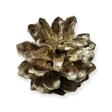 Fenyőtoboz pezsgő 2-4 cm 