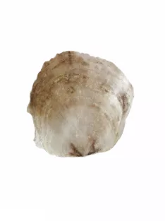 Kagyló - hullámos, nagy méretű
