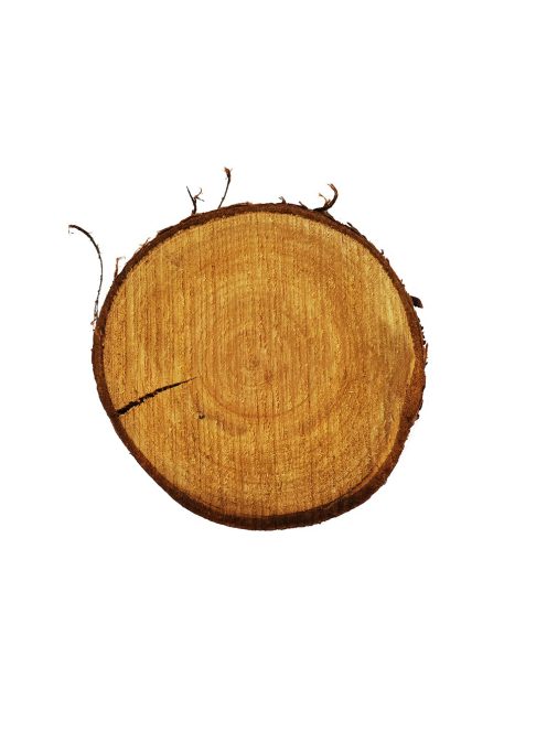 Fa szelet kerek és ovális forma 12-15 cm