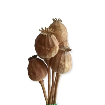 Szárított mák gubó 50-60 cm 5 db/cs