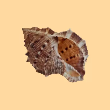 Kagyló, csigaház